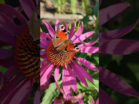 I can't wait for summer... #summershorts #butterfly #flowers #summertime