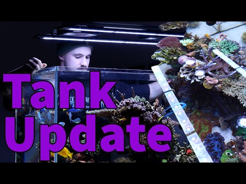 Custom Reef Aquarium Update and top down view