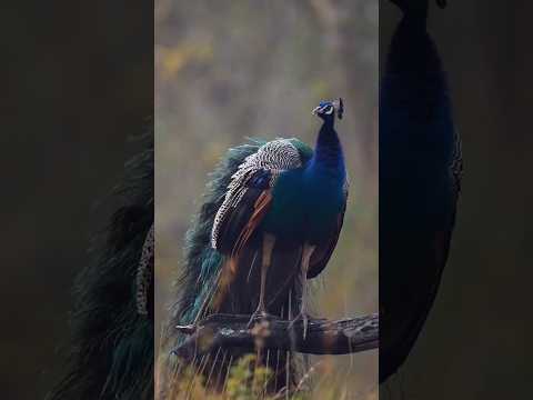 #peacock 🦚#shorts #tamil #ytshorts #viral #trending #shortsfeed #shortsindia #yt #nature #beautiful