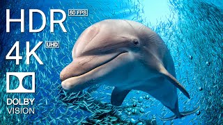 4K (60 FPS) STUNNING UNDERWATER WONDERS OF THE RED SEA + Relaxing Music - Coral Reefs & Colorful Sea