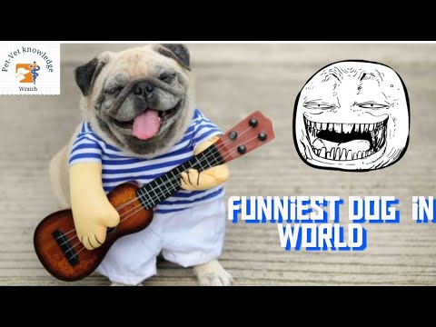 🤣 Funny Dog video | funniest dog moment #doglover #funny #funnydogs