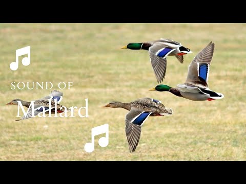 👉 S33 Mallard ( Anas platyrhynchos ) | Rața mare