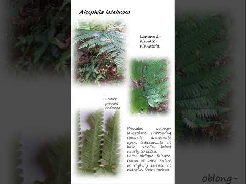 The scaly tree fern Alsophila latebrosa #ferns #plants