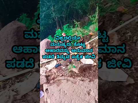 #monkey #animals #save #respect #viral #hungry #gajendragada #bantwal #Bengaluru #popular #trending