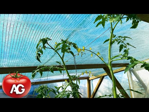 Tomatoes stuck to the ceiling of the greenhouse I share the secret of how to form further and speed