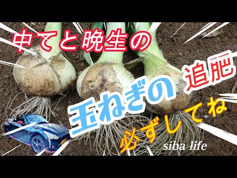 【玉ねぎ（タマネギ）】 の追肥、試し堀り、早生、中て、晩生、もっと早い？siba life 2024 3 31 #玉ねぎ #植え付け #栽培