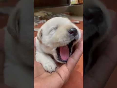 Cute 14 days old labrador puppy ❤️😍💕 #shorts #youtubeshorts