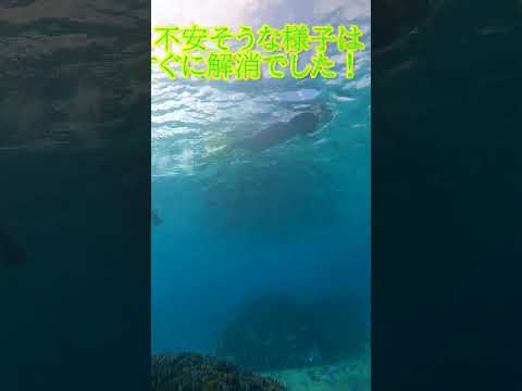 【石垣島】あっ！晴れちゃった！そんな日の水中世界は？12月20日シュノーケリングツアー動画