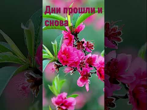 Дни прошли и снова - Христианские песни #днипрошлииснова #christiansongs #shorts