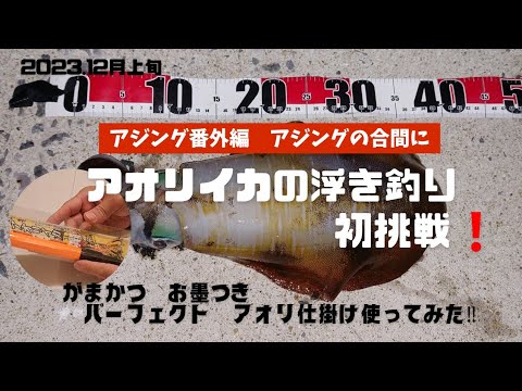 【アジング番外編】アジングの合間にアオリイカの浮き釣りに初挑戦❗がまかつ　お墨つきパーフェクト仕掛け使ってみた‼️