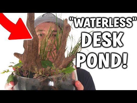 DIY "Waterless" DESK POND? - Indoor Pond Alternative