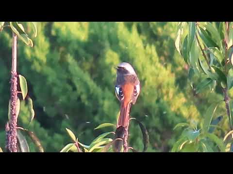 【夕暮れ時にジョウビタキ目の前に現わる】✨初めてです🎉