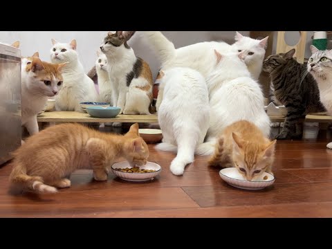 两只小猫吃饭，几十只大猫虎视眈眈