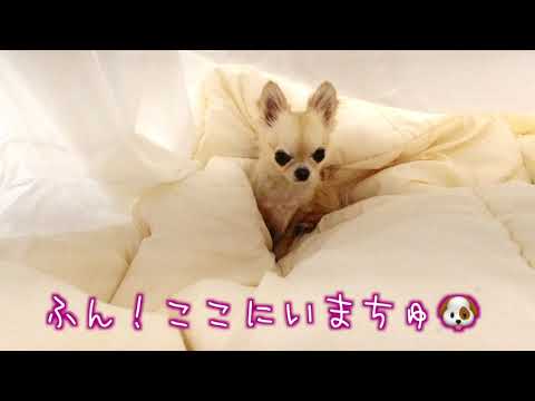 【スネ甘えが可愛い🐶】布団カバー🛏の中に入り頑固に意地張るチワワ💦そういう性格~Cute Chihuahua with a stubborn personality💕