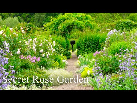 Secret Rose Garden tour & story, UK| Gardening Scotland 2023| Private Residence