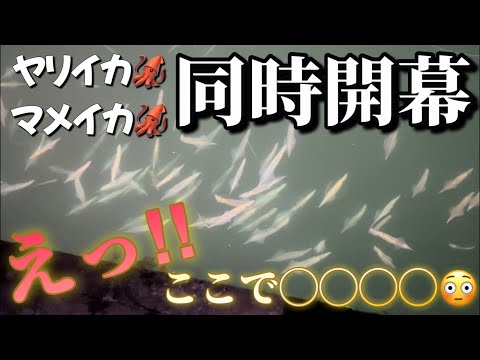 【北海道】【釣り】えっ！マジ！ここで◯◯◯◯！夜の部ヤリイカ、マメイカ同時開幕！