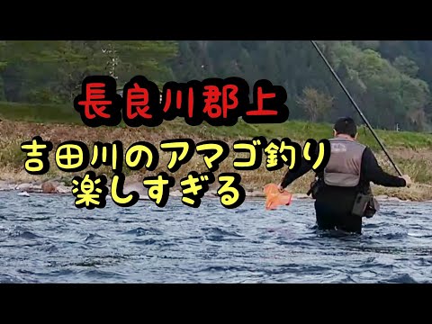 渓流釣り【餌釣り】長良川郡上  吉田川の魚影がスゴい【アマゴ釣り】