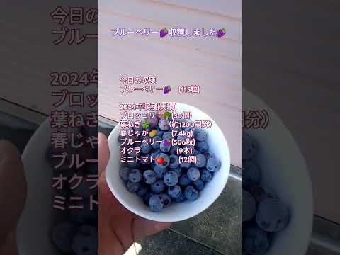 ブルーベリー🍇収穫しました🍇 #shortsfeed #家庭菜園 #ブルーベリー栽培