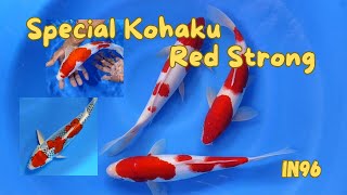 OKE REVIEW IKAN KOHAKU BERCORAK MERONA DI ARINOR KOI