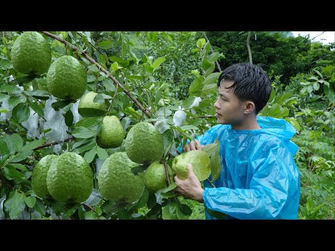 2 year living in forest, Harvest big guava fruit to market sell . clean up newly purchased garden