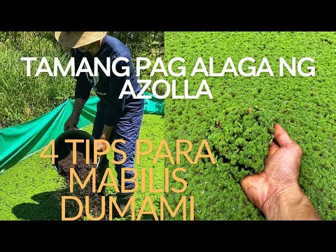 AZOLLA Farming Tips & Maintenance, Tamang pag Alaga ng Azolla