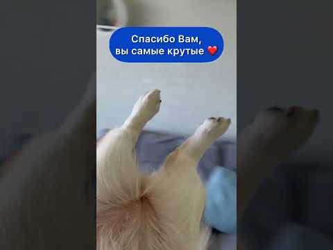 КОРГИ ЛУНА - САМАЯ ИЗВЕСТНАЯ И ЗНАМЕНИТАЯ КОРГИ НА ЮТУБЕ | 3 000 000 ДРУЗЕЙ