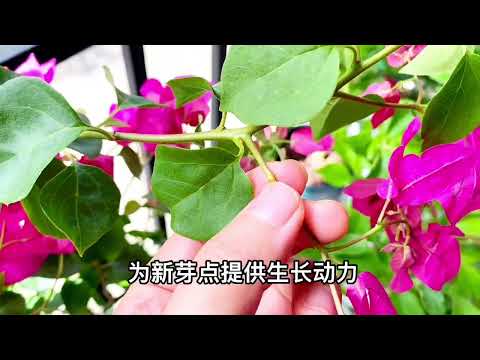 怎样让三角梅快速复花？揭开三角梅复花的秘密,三角梅养护小知识