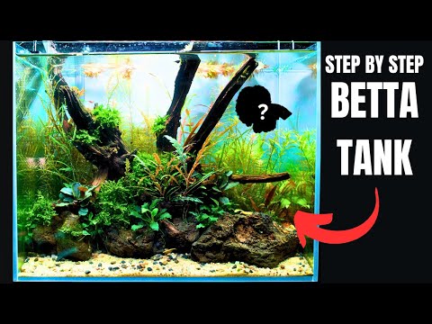 I GOT A NEW *RARE* BETTA! Full Step By Step Aquascape Tutorial