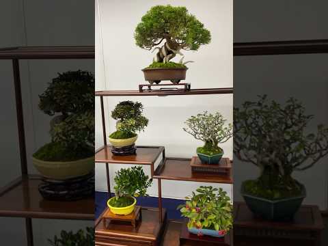 31st Shugaten Shohin Bonsai Fair 2023. #bonsaiexhibition #bonsai