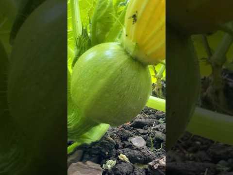 Pollination Courgettes pumpkin squash #gardening #garden #organic