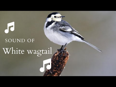 👉 S26 White wagtail ( Motacilla alba ) | Codobatură albă