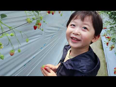 Strawberry Farm 2021 (Koshigaya)