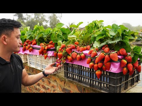 Growing Strawberries Is Easy And Produces A Lot Of Fruit, Try This Method