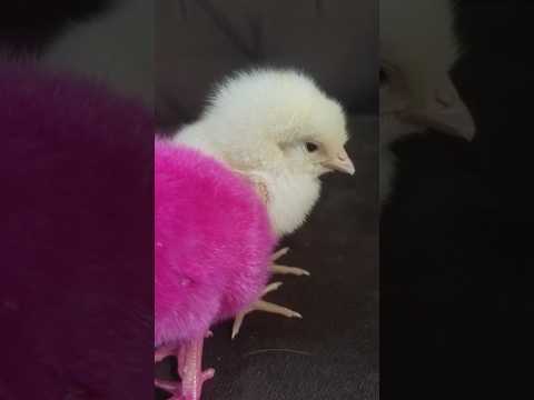 Cute chick baby hen color chick #hen #birds #cute #chicks