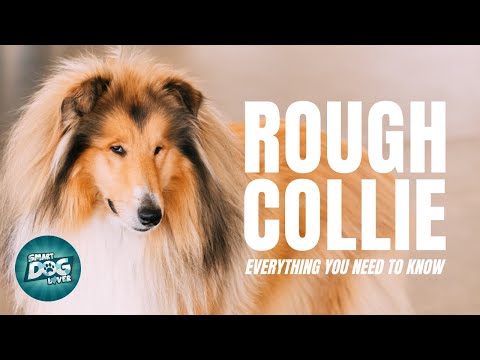 Rough Collie 101: Everything You Need To Know