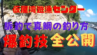 仮屋湾遊漁センター　私がやっている、脈釣りで真鯛を爆釣する釣り方を解説付きで全公開！