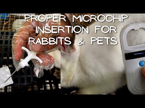 How to Insert Microchip on Pets (tagalog)