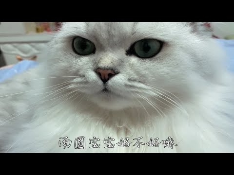 上班这种事小猫咪可不干！