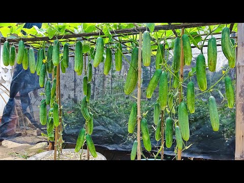 Growing cucumber from seeds, tips for growing cucumber for beginner with many fruits