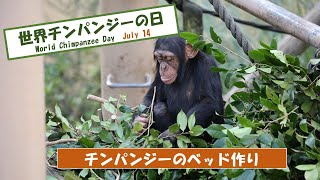 【世界チンパンジーの日】チンパンジーのベッド作り