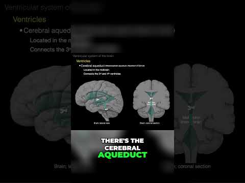 Cerebral aqueduct #shorts  #science #anatomy #doctor