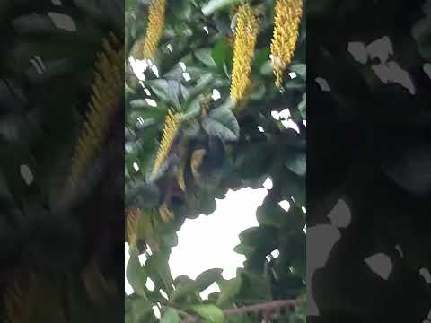 Vlog #1066 Yellow Flowers Of Tree / Golden Chain Tree