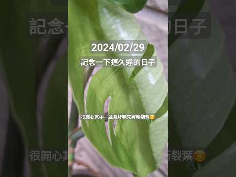 【久違的日子】2024/02/29 #龜背芋 #観葉植物 #癒し動画  #shortvideo #shorts #2024 #休日の過ごし方 #春天 #植物 #台湾 #植栽 #盆栽タネ