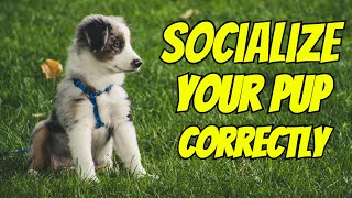 3 Steps to Socialize Your Puppy!