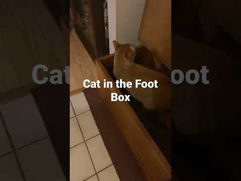 Chowder the Cat:  Goes in the Foot Box for a Treat!