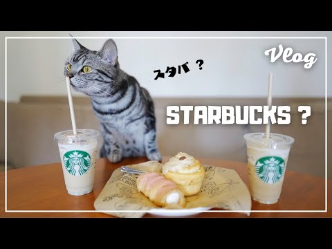 Cat who wants to participate in the home cafe [vlog]