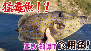 猛毒魚ソウシハギを正しい知識で食用魚にしてみた！