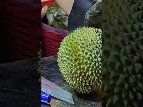 Sattahip durian