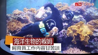 海洋生物的褓姆  飼育員工作內容甘苦談