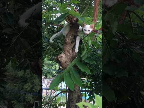 Cute cat playing in garden 🐱🌱 | #shortsvideo #trending #shortsviral #viral #shorts #catlover